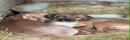 Meticcio cani in regalo: TOM & TINO, buffissimi cuccioli orecchie lunghe! - Annuncio 1