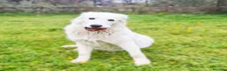 Pastore Abbruzzese Maremmano cani in regalo: Sophie cucciolona tenerissima - Annuncio 7