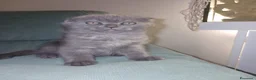 Scottish gatti in vendita: Scottish fold/straight  - Annuncio 5