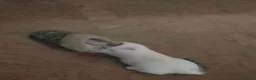 Meticcio gatti in regalo: Gattini  - Annuncio 6