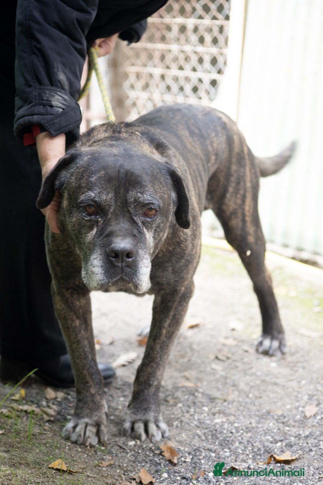 Cane Corso cani in regalo: MAMBO SEI VECCHIO NON SERVI PIU', IN ADOZIONE - Annuncio 4