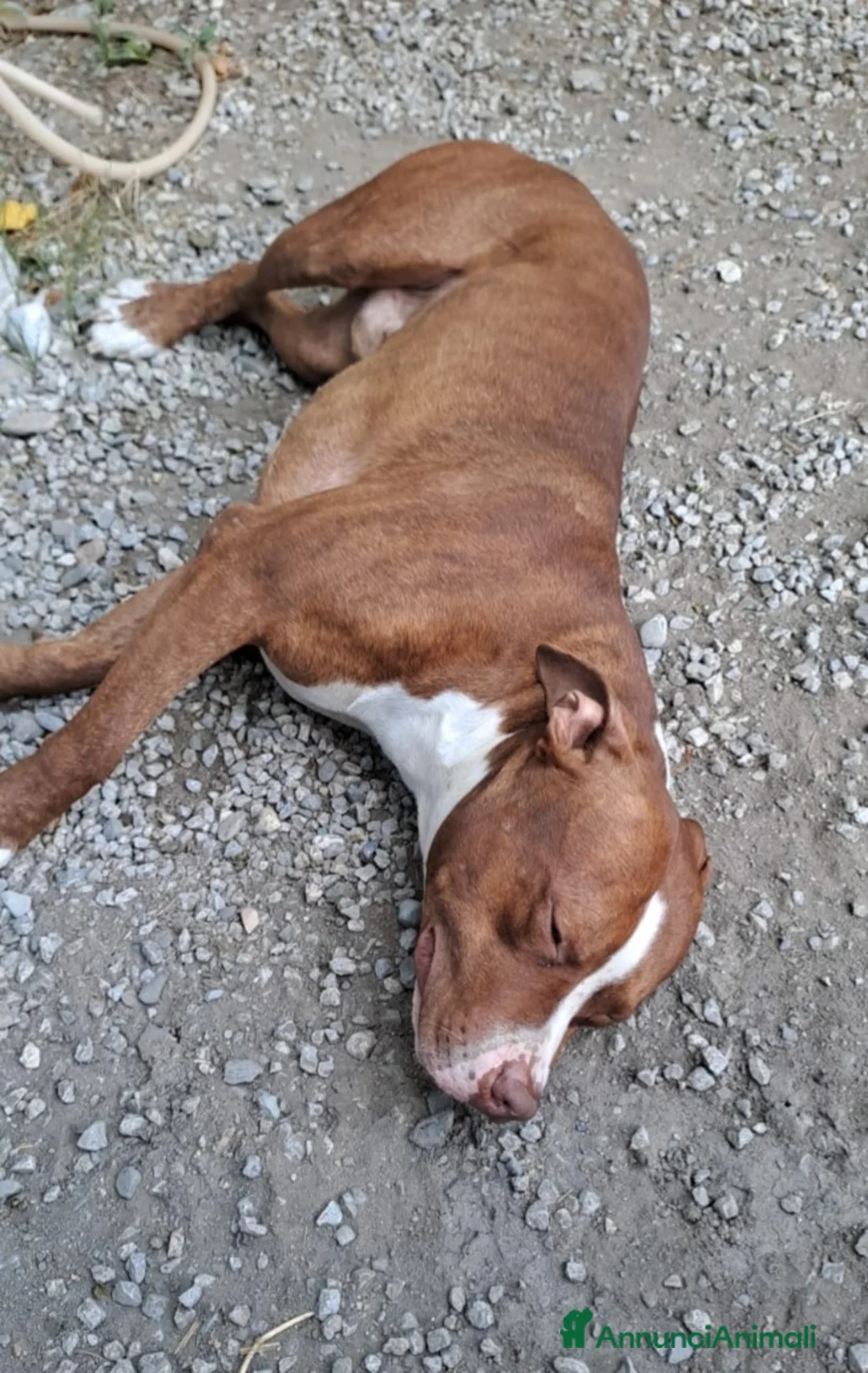 Pitbull cani in regalo: Pitbull splendido(e sorella)18mesi SOS URGENTE.SUD - Annuncio 2