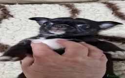 Chihuahua cani in vendita: Chihuahua maschietto - Immagine 10