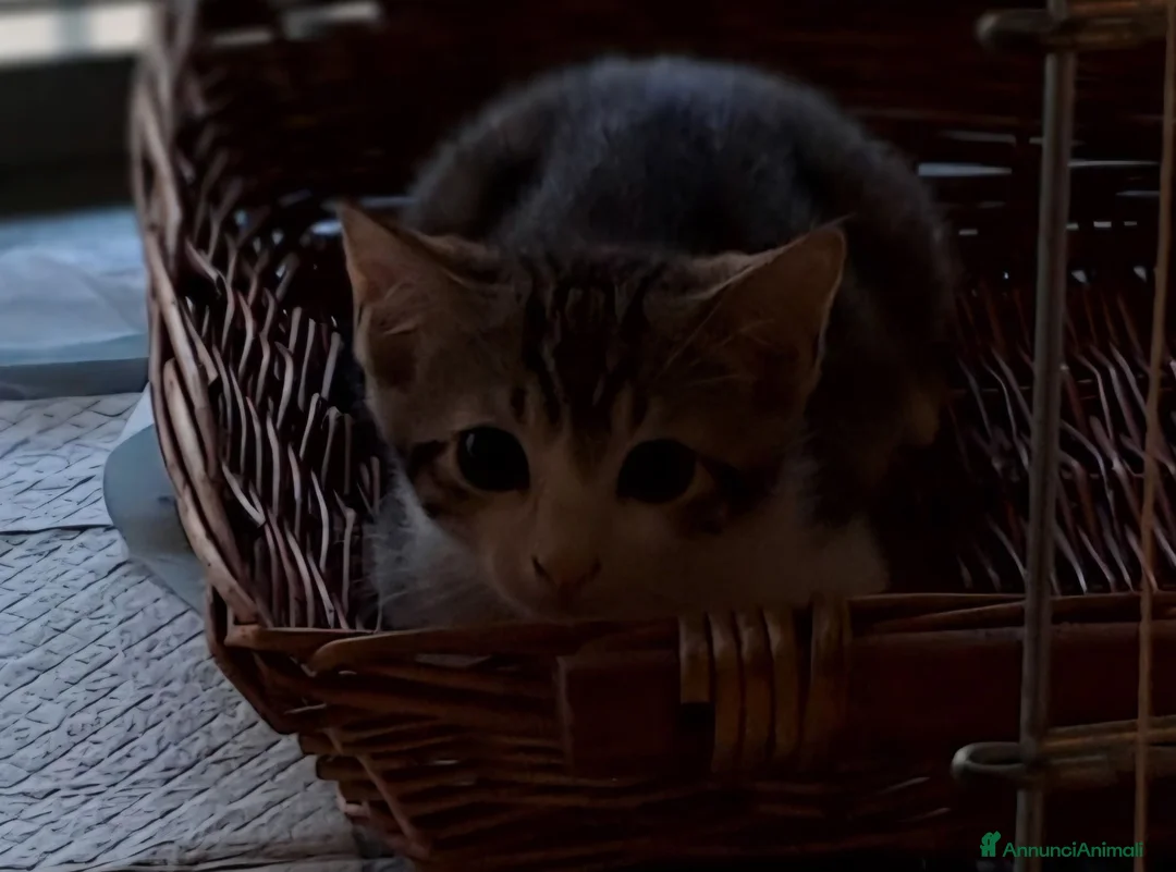 Europeo gatti in regalo: Tigratino stupendo  - Annuncio 4