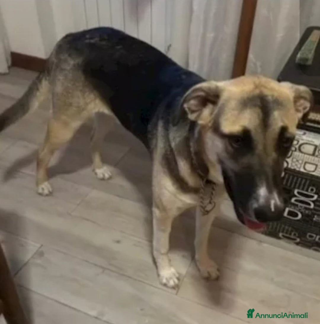 Meticcio cani in regalo: Pastorina 1anno A BREVE IN CANILE! SOS VENEZIA - Annuncio 6