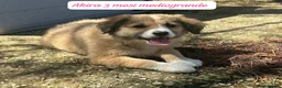 Meticcio cani in regalo: Cuccioli, non hanno chiesto di nascere  a Provincia di Brescia - Annuncio 2