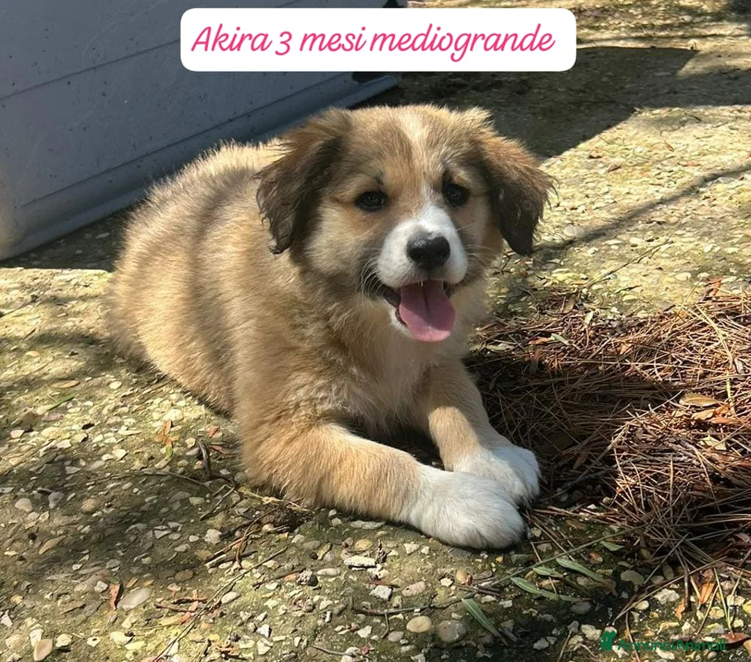 Meticcio cani in regalo: Cuccioli, non hanno chiesto di nascere  a Provincia di Brescia - Annuncio 2