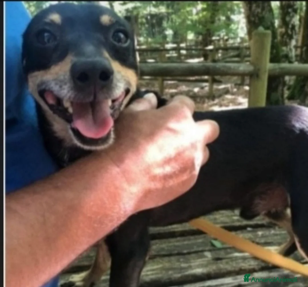 Pinscher Tedesco cani in regalo: Pinscherino adulto condannato in 1recinto.FOGGIA a Città metropolitana di Milano - Annuncio 1