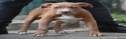 American Bully cani in vendita: Cucciole di American Bully XL. - Annuncio 6