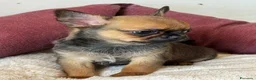 Chihuahua cani in vendita: Chihuahua femmina  - Annuncio 7