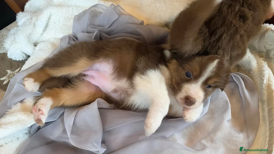 Australian Shepherd cani in vendita: Cuccioli Australian Shepherd - Annuncio 6