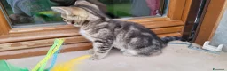 Europeo gatti in vendita: Gattino maschio di 2 mesi - Annuncio 4