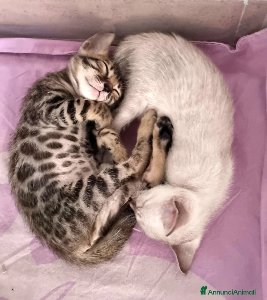 Bengala gatti in vendita: Femmina Bengala con Pedigree  - Annuncio 6