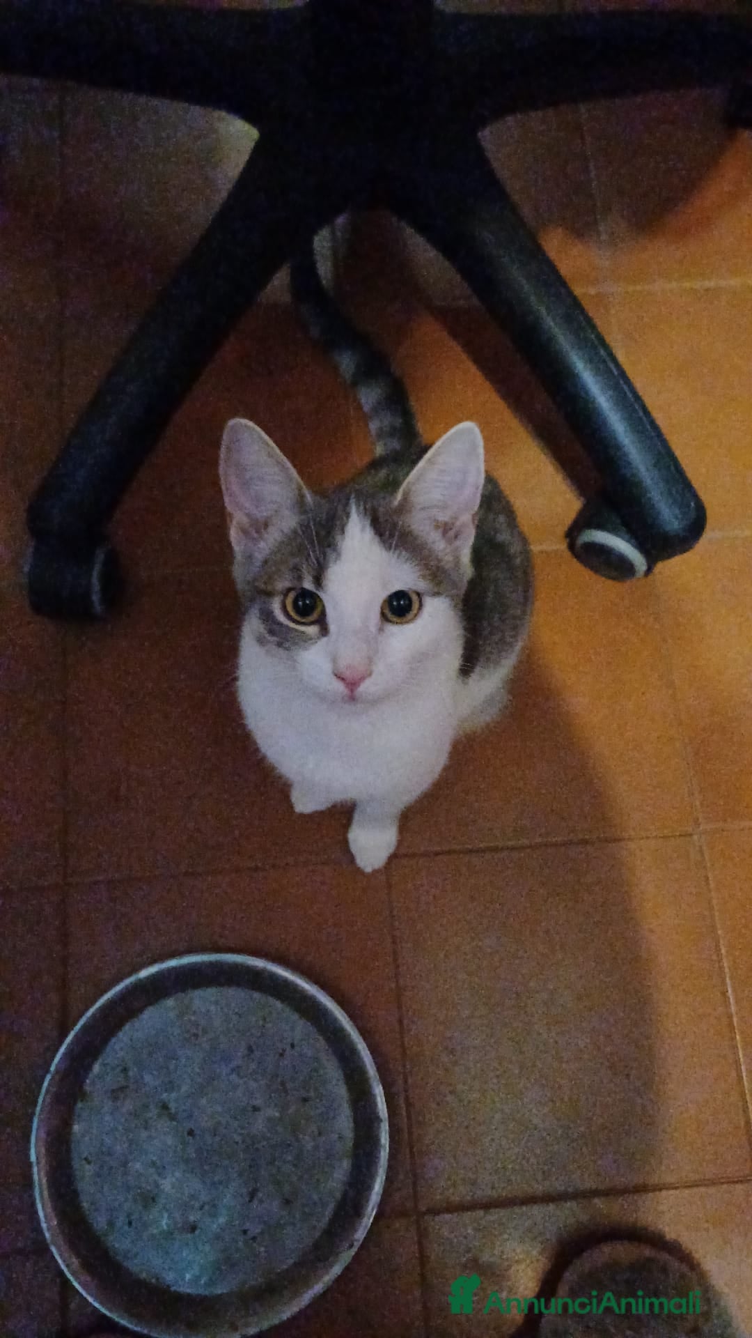 Meticcio gatti in regalo: GATTINI DOLCISSIMI  - Annuncio 11