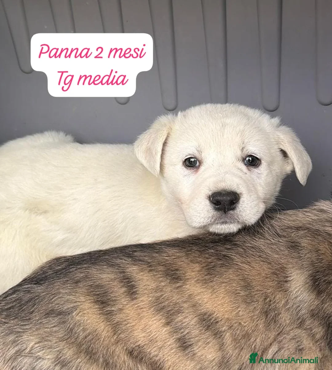 Meticcio cani in regalo: Tanti bellissimi cuccioli da salvare  - Annuncio 12