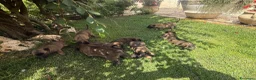 Beagle cani in vendita: Pastore belga Malinois  - Annuncio 6
