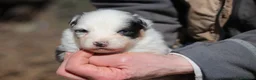 Australian Shepherd cani in vendita: Cuccioli di Pastore Australiano  - Annuncio 6