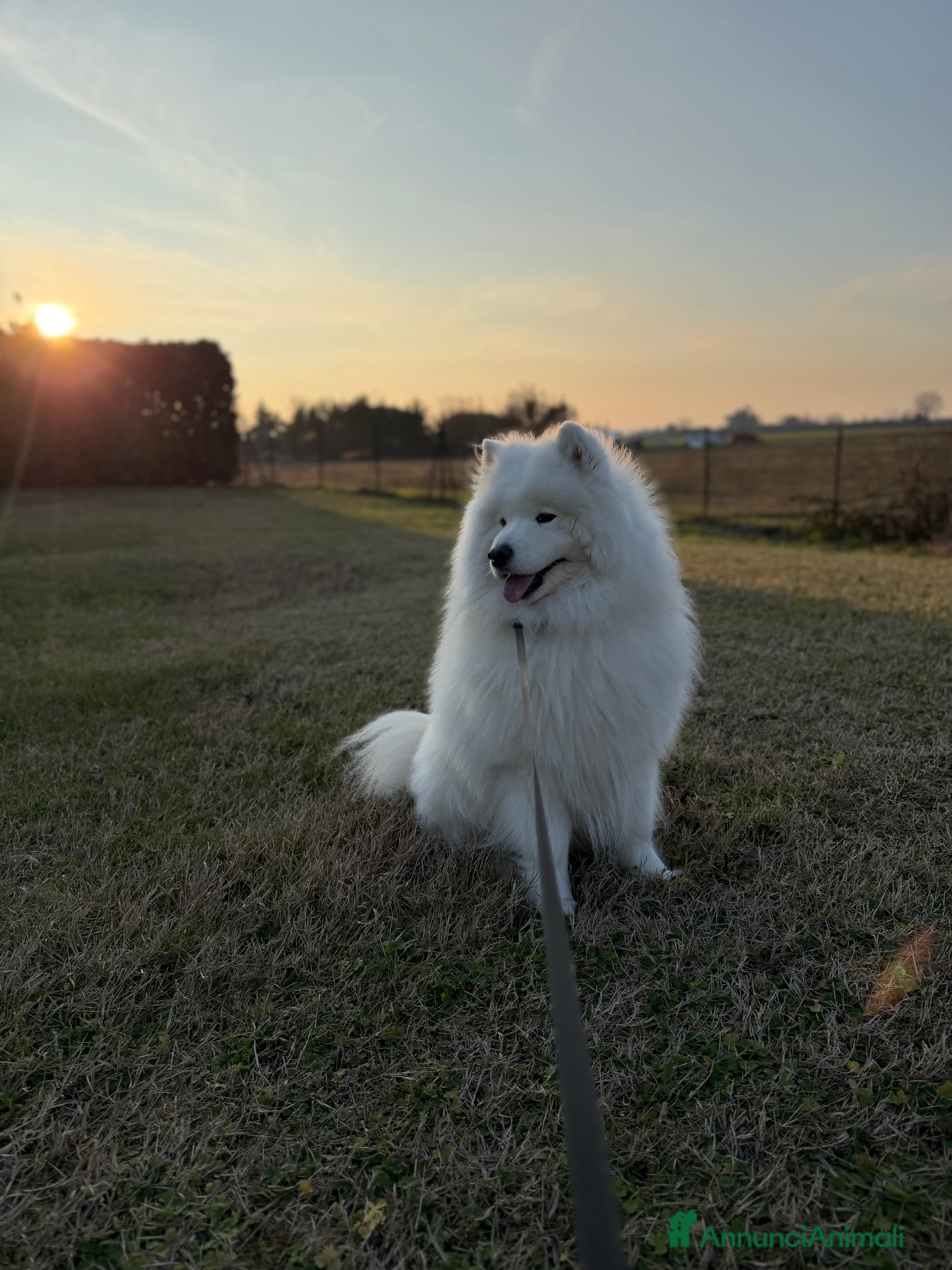 Samoiedo cani Maschio di Samoiedo  - Annuncio 1