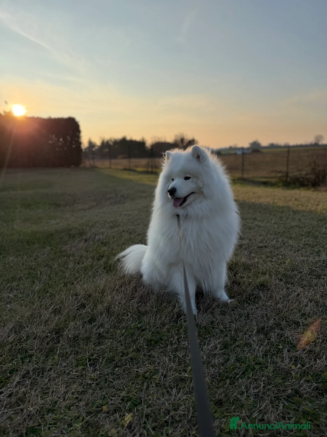 Samoiedo cani per accoppiamento: Maschio di Samoiedo  - Annuncio 1