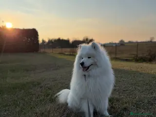 Samoiedo cani Maschio di Samoiedo - Annuncio 1