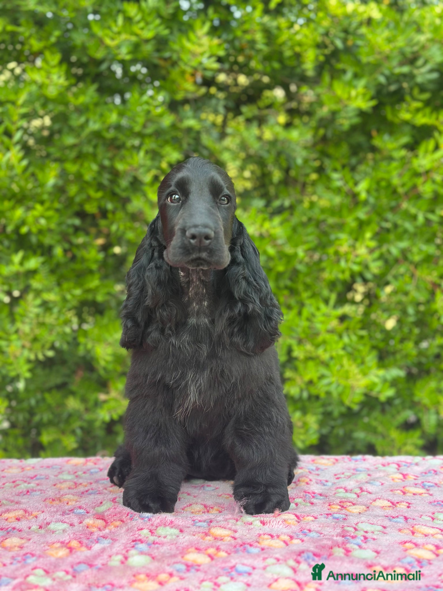 Cocker cani Cocker spaniel inglese  - Annuncio 1