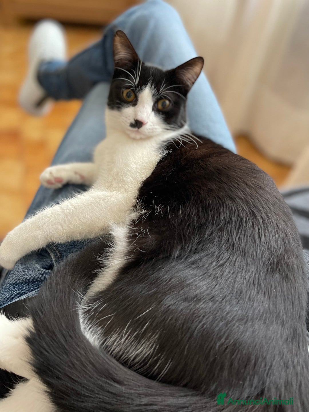 Altre razze gatti in regalo: Adozione doppia 2 gattini cercano casa - Annuncio 3