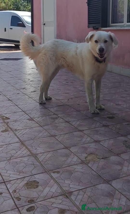 Meticcio cani Pippo un anno - Annuncio 30