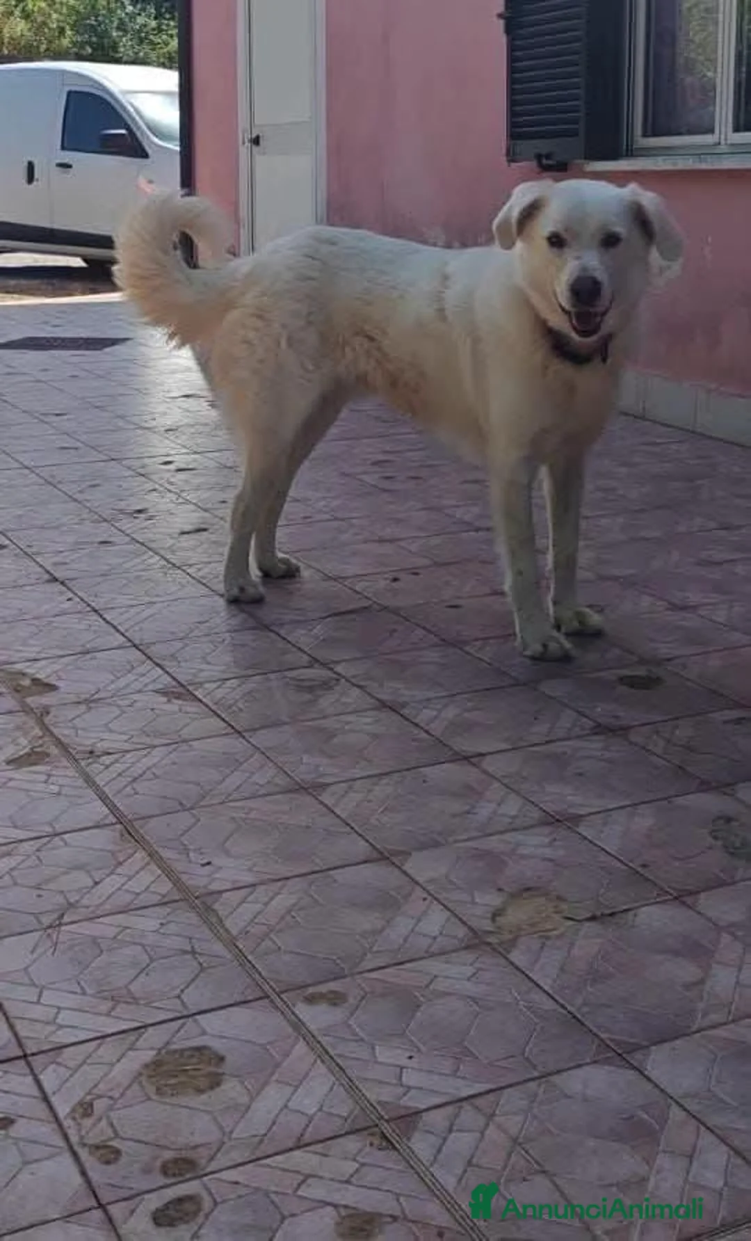 Meticcio cani in regalo: Pippo un anno - Annuncio 1