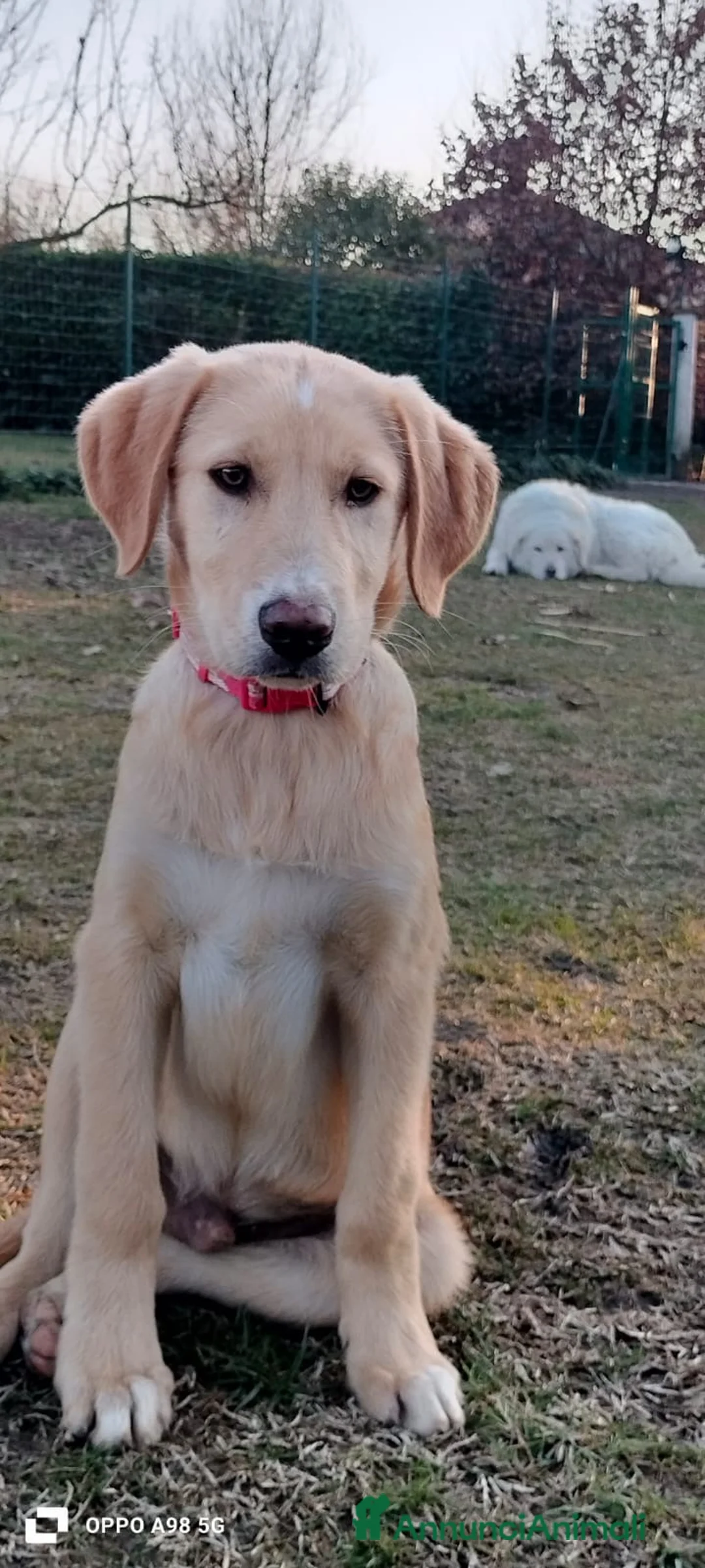 Meticcio cani in regalo: Danny e Sandy 4 mesi e mezzo tg medio abbondante  - Annuncio 5
