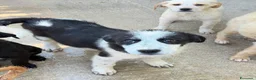 Meticcio cani in regalo: Lele maschio  a Provincia di Forlì-Cesena - Annuncio 4
