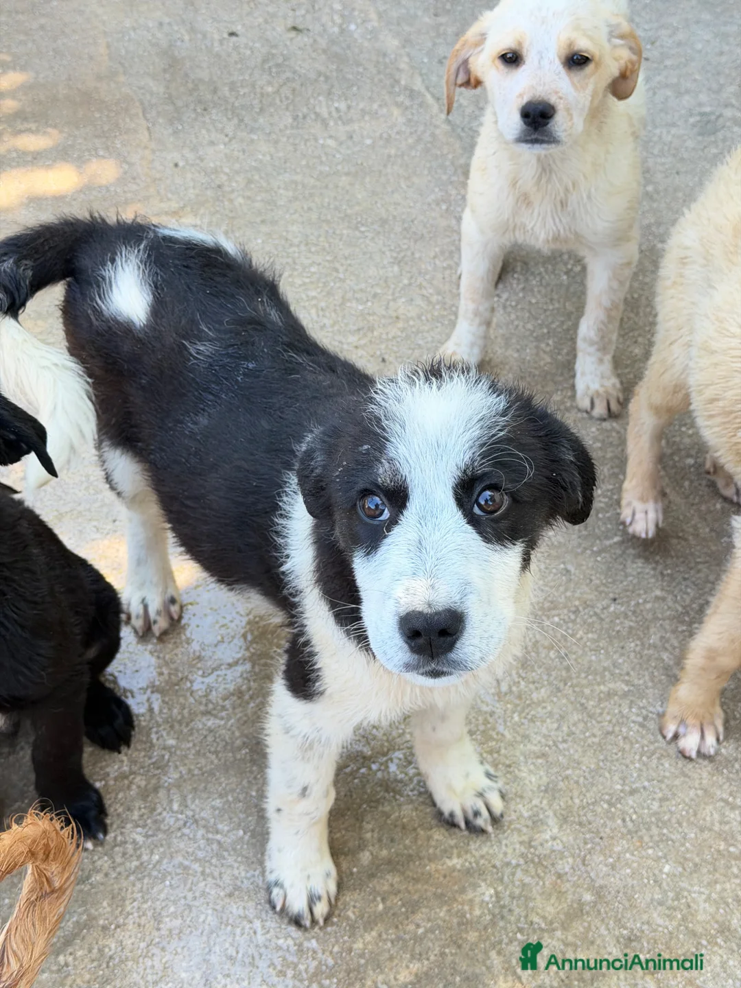 Meticcio cani in regalo: Lele maschio  a Provincia di Forlì-Cesena - Annuncio 4