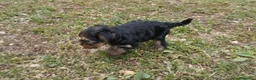 Yorkshire cani in vendita: CUCCIOLI DI YORKSHIRE TERRIER DISPONIBILI a Provincia di Vicenza - Annuncio 4