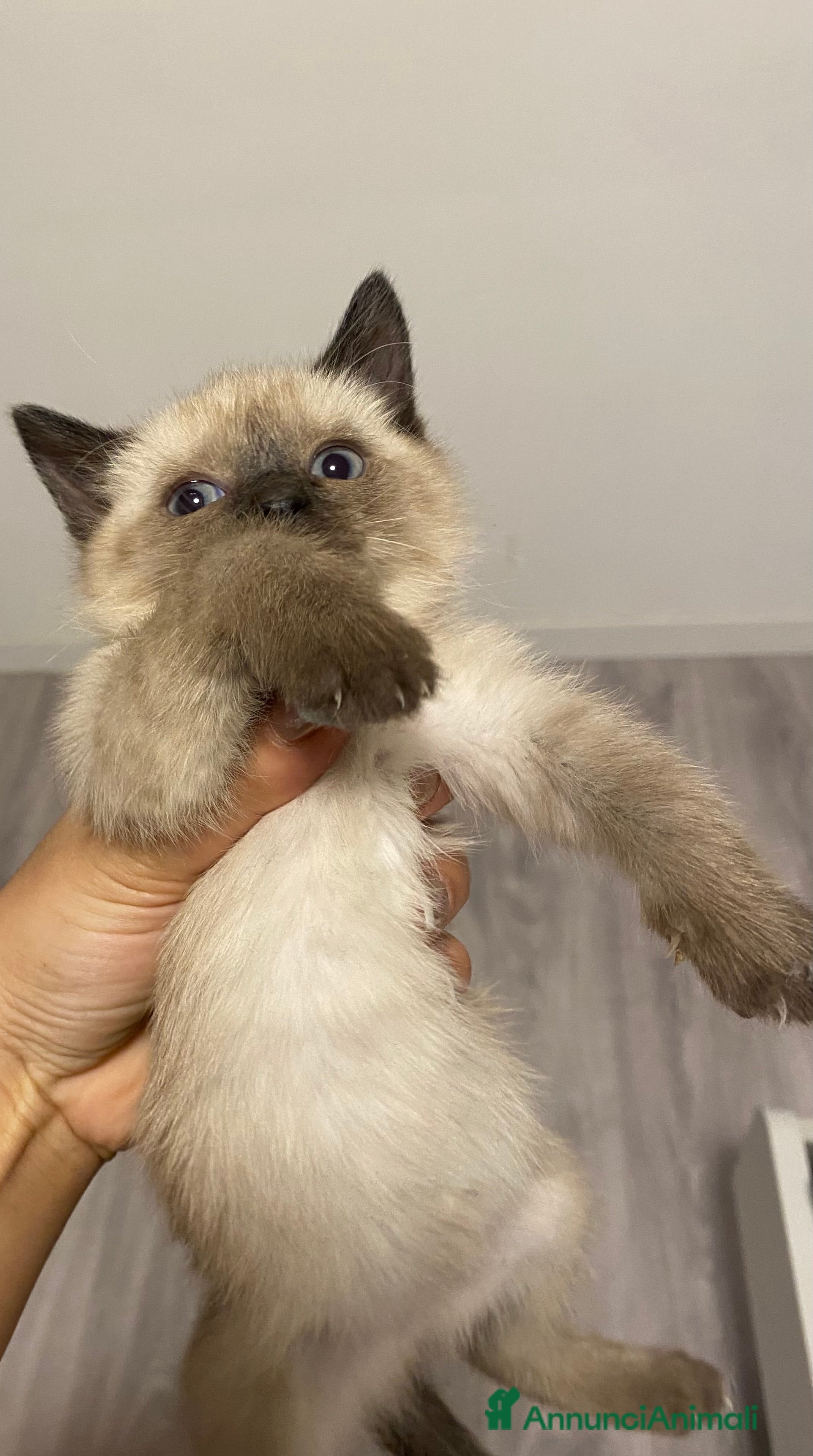 Siamese gatti Siamesi - Annuncio 23