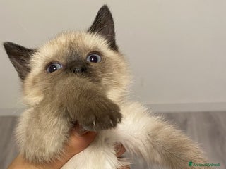 Siamese gatti Siamesi - Annuncio 28