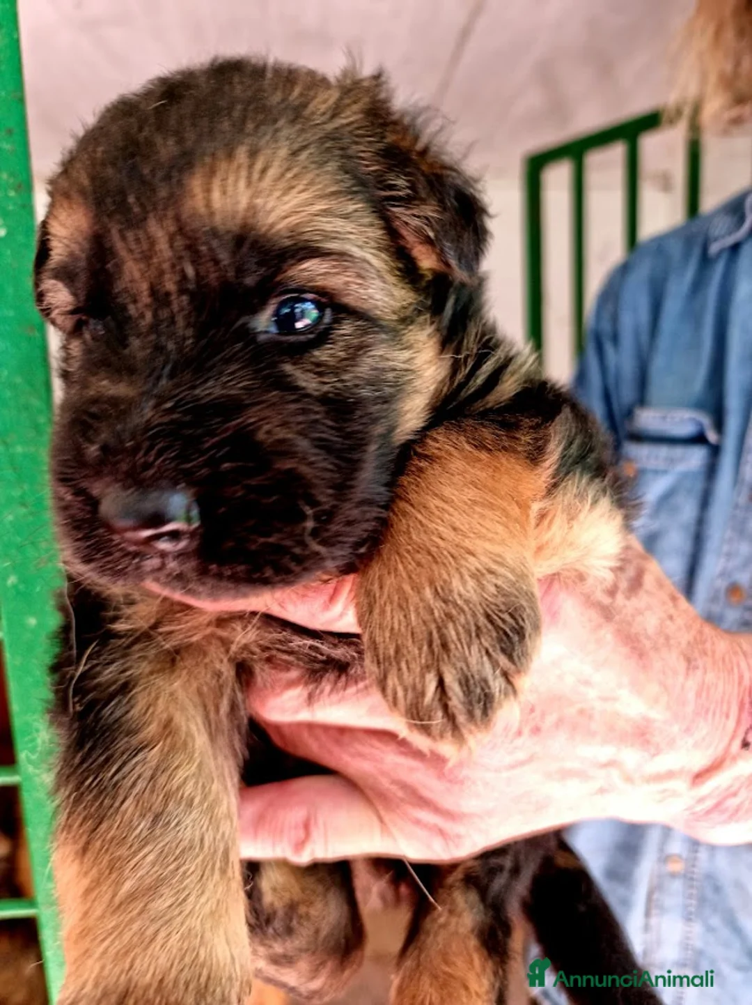 Pastore Tedesco cani in vendita: Cuccioli di pastore tedesco - Annuncio 1