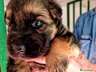 Pastore Tedesco cani Cuccioli di pastore tedesco - Annuncio 7