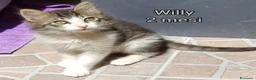 Europeo gatti in regalo: TANTI GATTINI BISOGNOSI  a Provincia di Reggio Emilia - Annuncio 1