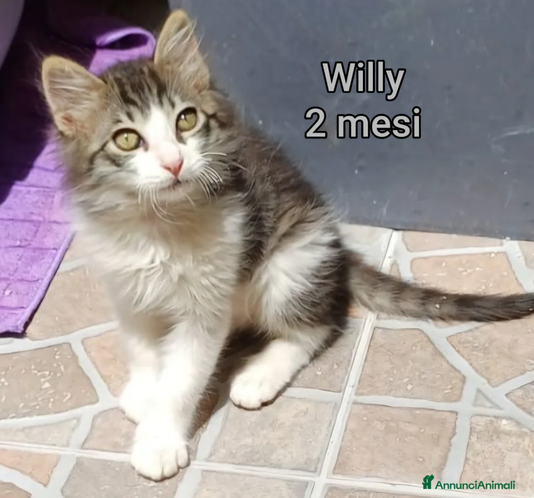 Europeo gatti in regalo: TANTI GATTINI BISOGNOSI  a Provincia di Reggio Emilia - Annuncio 1