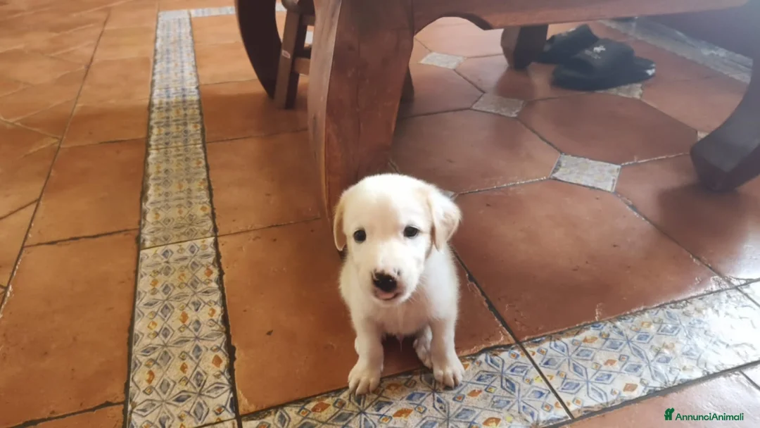 Meticcio cani in regalo: Labrador Retriever  a Libero consorzio comunale di Agrigento - Annuncio 2