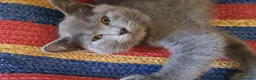 Certosino gatti in vendita: GATTINA CERTOSINA CON PEDIGREE - Annuncio 5