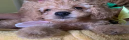 Barboncino Toy cani in vendita: vendita cucciole di barboncino toy  a Città Metropolitana di Napoli - Annuncio 5