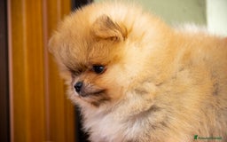 Volpino Pomerania cani in vendita: Cucciole di Spitz Pomerania nate il 7 giugno 2025 - Immagine 2