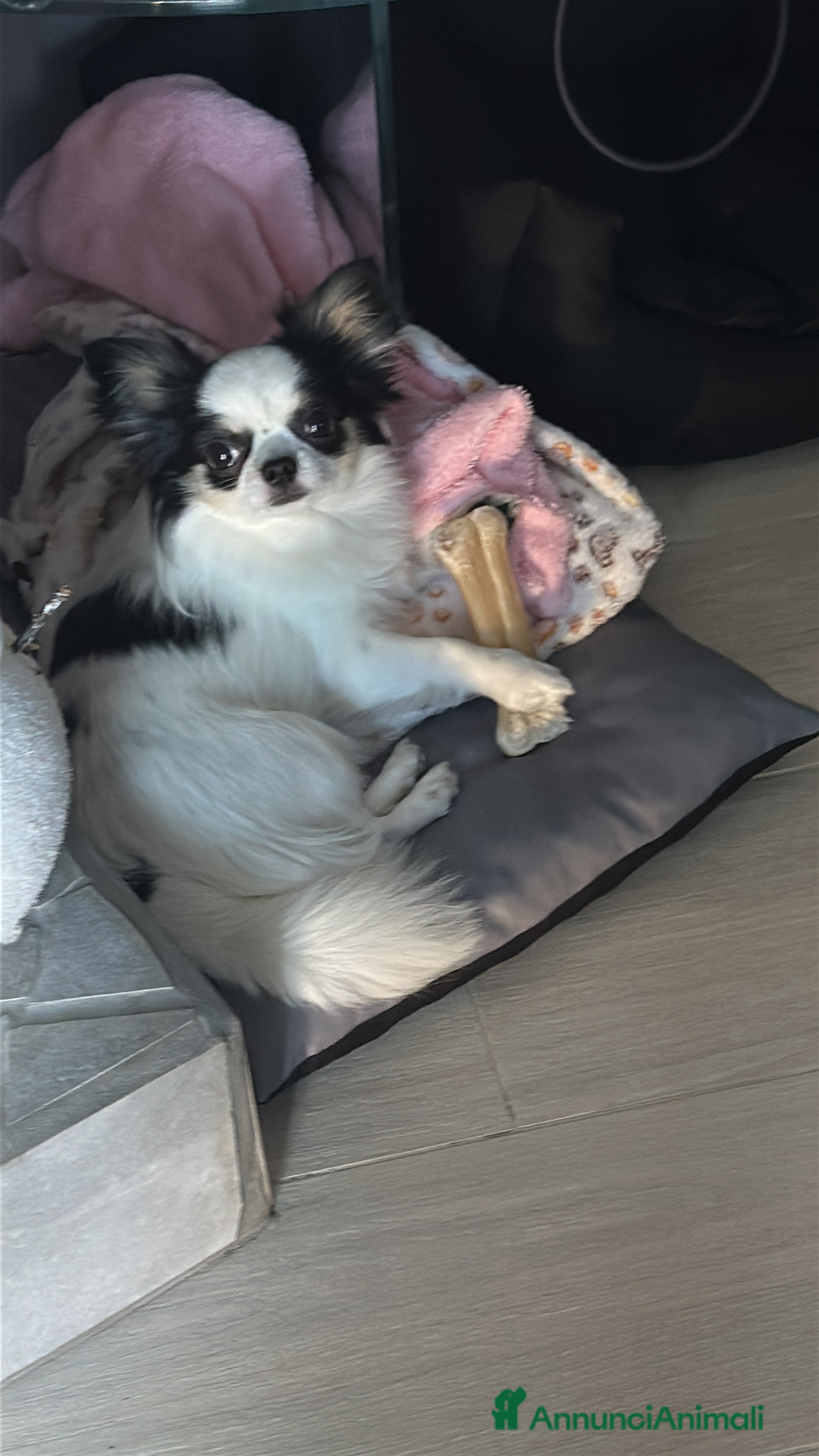 Chihuahua cani CERCO FIDANZATA  - Annuncio 16