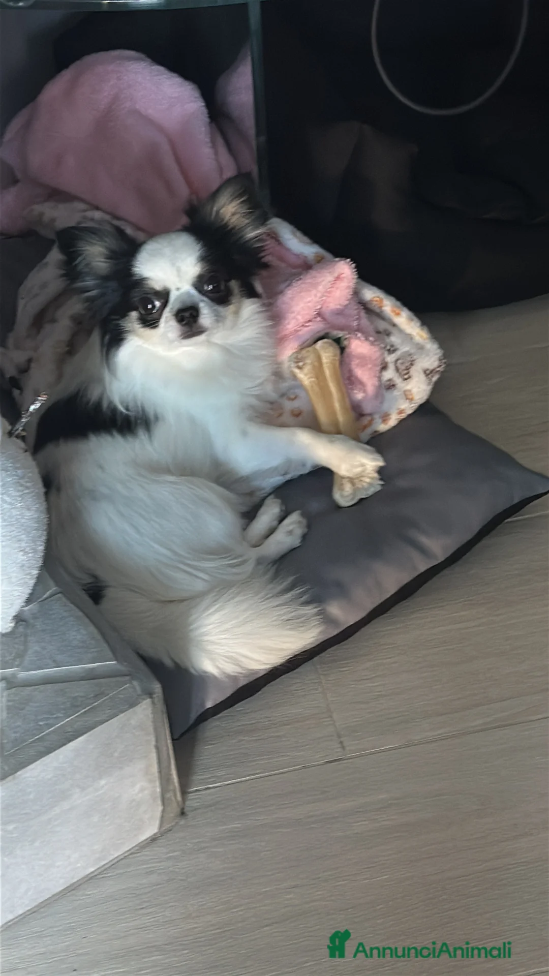 Chihuahua cani per accoppiamento: CERCO FIDANZATA  - Annuncio 1