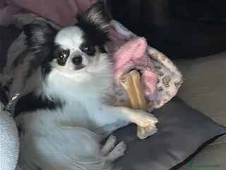 Chihuahua cani CERCO FIDANZATA - Annuncio 16