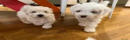 Barboncino cani in vendita: Barboncini - Annuncio 3