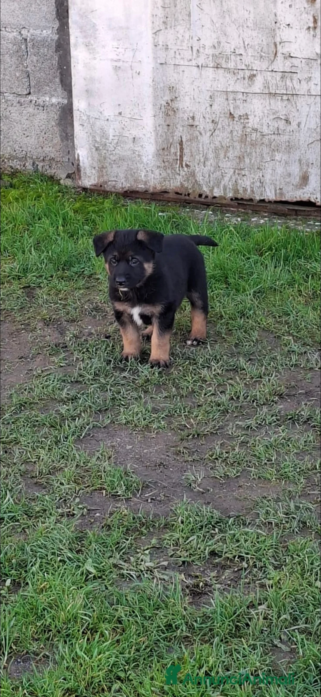 Pastore Tedesco cani in vendita: Cuccioli pastore tedesco  - Annuncio 4