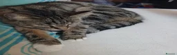 Meticcio gatti in regalo: GATTINI E GATTI MERAVIGLIOSI  a Provincia di Piacenza - Annuncio 3