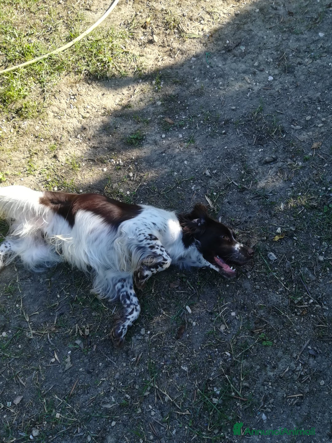 Springer Spaniel Inglese cani per accoppiamento: SPRINGER SPANIEL PER MONTA - Annuncio 4