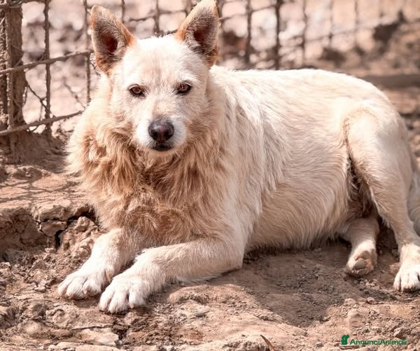 Meticcio cani Fischietto - Annuncio 15